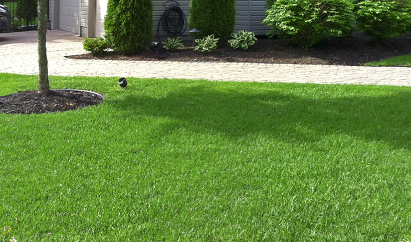 Best Lawn Maintenance Summer Services