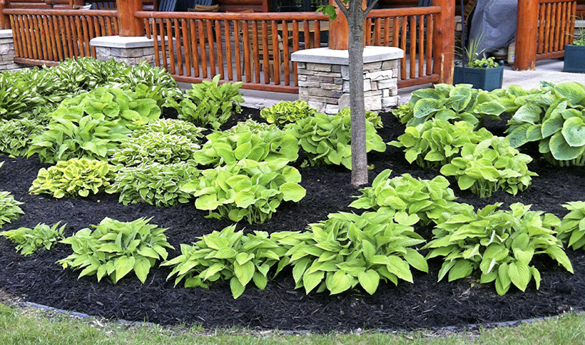 Best Lawn Maintenance Summer Services