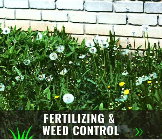 Fertilizing & Weed Control Services