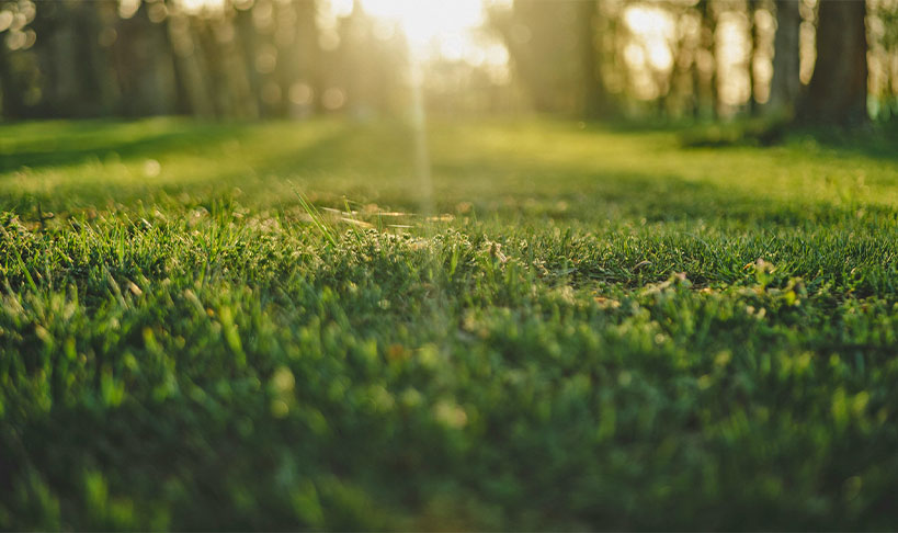 Best Lawn Maintenance Summer Services